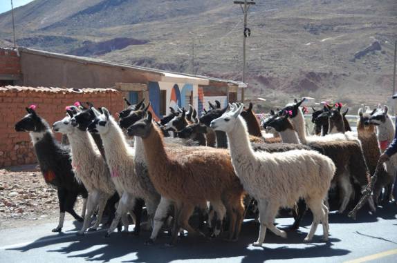 Lhamas caminham ao lado da estrada, em Potosí - Bolívia